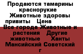 Продаются тамарины краснорукие . Животные здоровы привиты › Цена ­ 85 000 - Все города Животные и растения » Другие животные   . Ханты-Мансийский,Советский г.